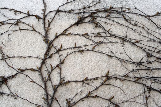 Spring ivy with buds crawling up the wall.