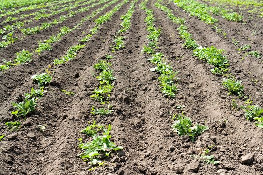 Arable land. The ploughed earth with green sprouts.