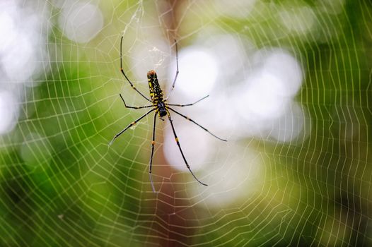 Yellow-black spider in the center of the web