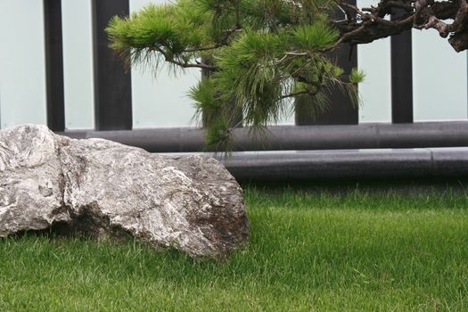 japanese garden concept with rock and pine tree