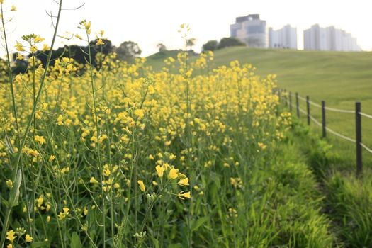 Spring Landscape with yellow flowers and fence