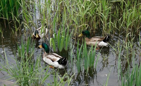 three  male mallard or wood duck swimming with grass
