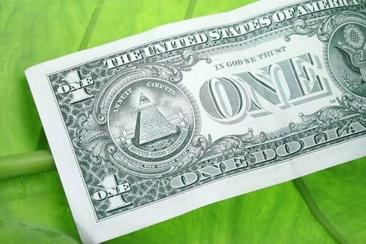 One Dolar Bill on a green leaf concept