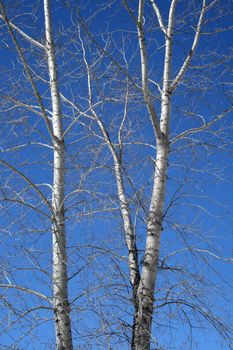 Aspen trees in spring, on a sunny day.