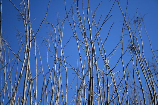 Naked tree branches on a blue sky background.