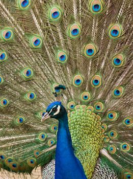 Peacock showing his colorful fan-shaped feathers