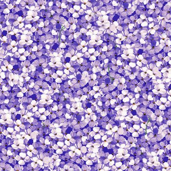 Background from small violet flowers