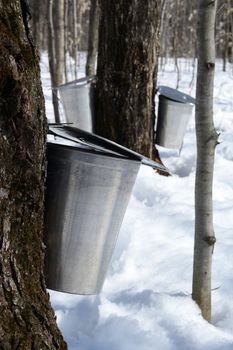 Spring, maple syrup season. Pails on trees collect sap of maple trees to produce maple syrup.