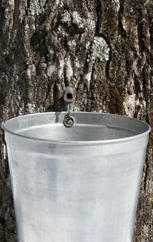 Droplet of sap flowing from the maple tree into a pail to produce maple syrup.