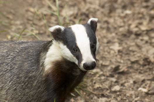 An English Badger in a wildlife park