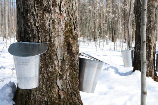 Maple syrup season. Pails on trees for collecting maple sap to produce maple syrup.