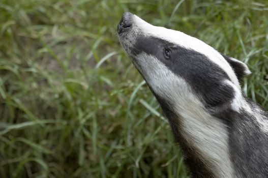 An English Badger in a wildlife park