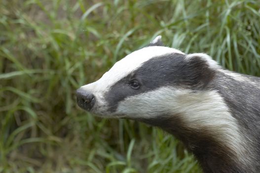 An English Badger in a wildlife park