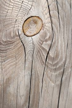 Wood texture: silver-gray knotty wood, old and cracked.
