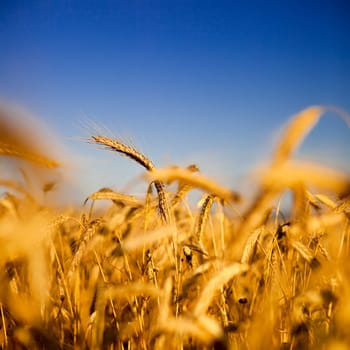 Beautiful landscape image of a wheat field