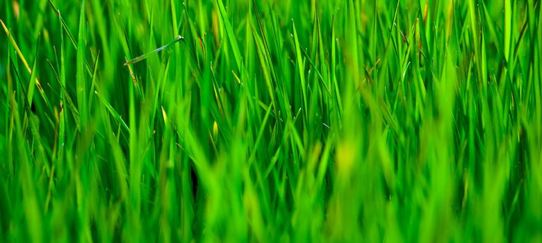 Close-up picture of a panoramic green grass