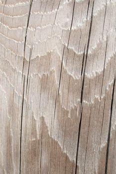 Wavy texture of silver gray cracked wood.