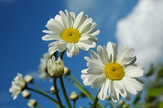 Camomiles on a background of the sky.