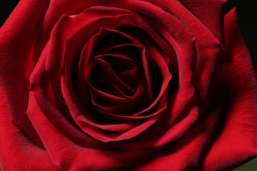 Single Red Blossom Rose Close-Up, Focus In Center