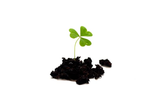 Ioslated shot of three leaf clover in dirt on white background.