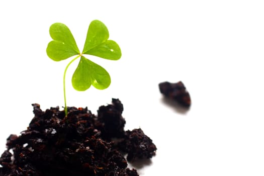 Ioslated shot of three leaf clover in dirt on white background.