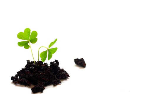 Ioslated shot of three leaf clover in dirt on white background.