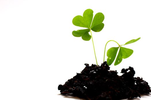 Ioslated shot of three leaf clover in dirt on white background.