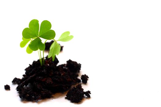 Ioslated shot of three leaf clover in dirt on white background.