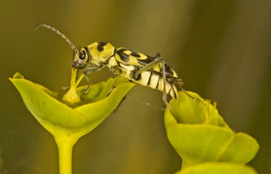 Close up on a bug in the field