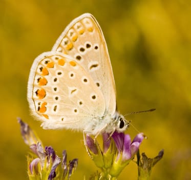 Close up on butterfly in the field