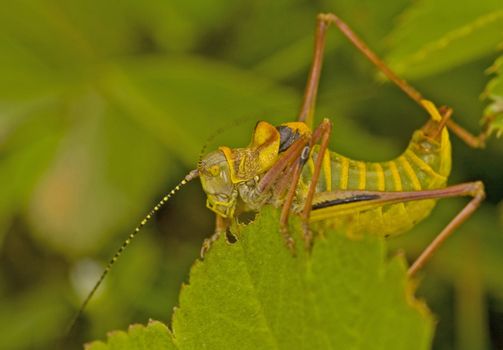 Close up on grasshopper in the field