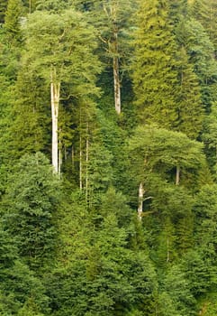 The forest in the Kachkar park in east Turkey