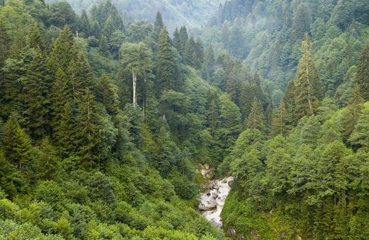 The forest in the Kachkar park in east Turkey