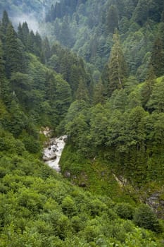 The forest in the Kachkar park in east Turkey