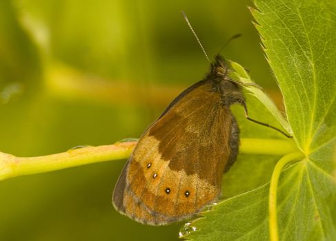 Close up on butterfly in the field