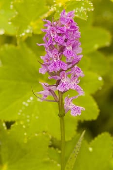 Flower in the Kachkar park in east Turkey