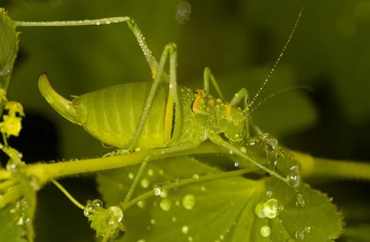 Close up on grasshopper in the field