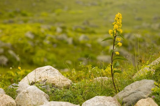 Flower in the Kachkar park in east Turkey