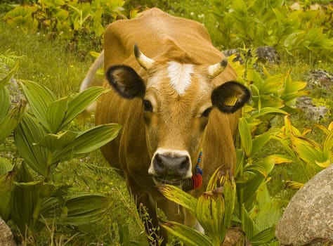 Cow in the Kachkar park at east Turkey