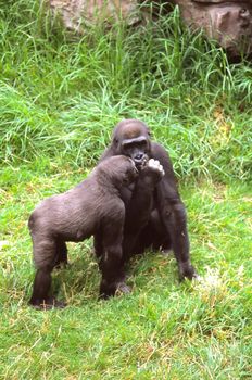 Gorillas in San Diego Zoo