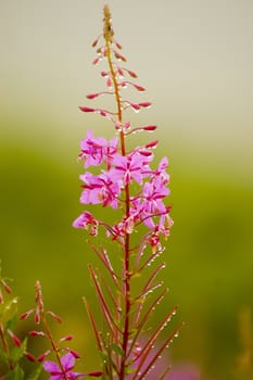 Flower in the Kachkar park in east Turkey