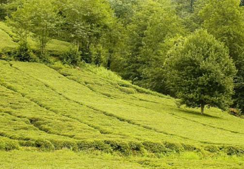 Tea plants on the hills of east Turkey