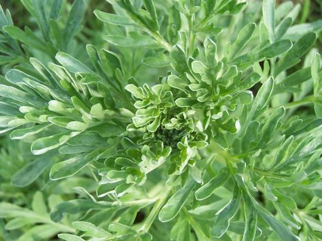 Close up of the green plant leaves.