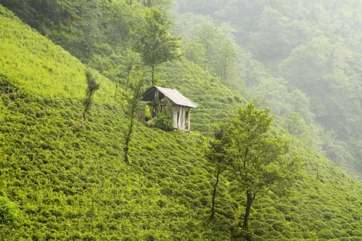 Tea plants on the hills of east Turkey