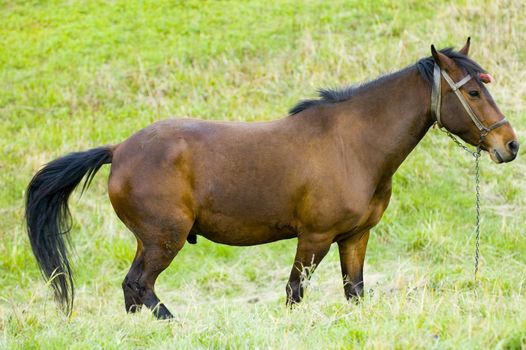 Horse in the field at the Bulgarian countryside