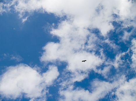 The blue sky, beautiful white clouds and bird
