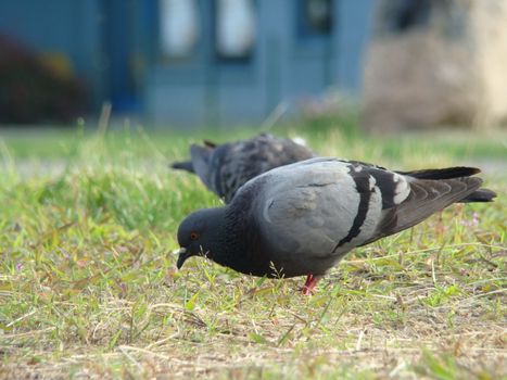 pigeons on the lawn