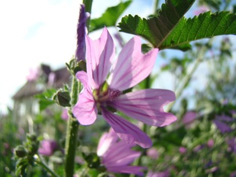 a purple flower color