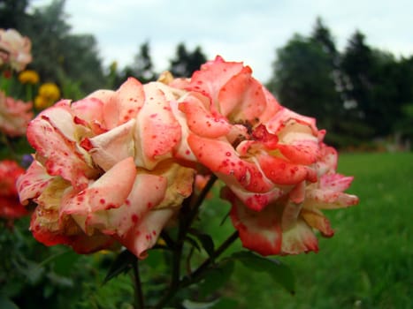 beatiful pink flowers