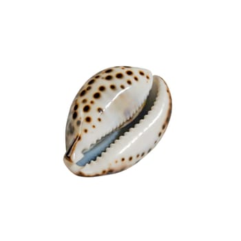 An isolated photo of a brown spotted seashell